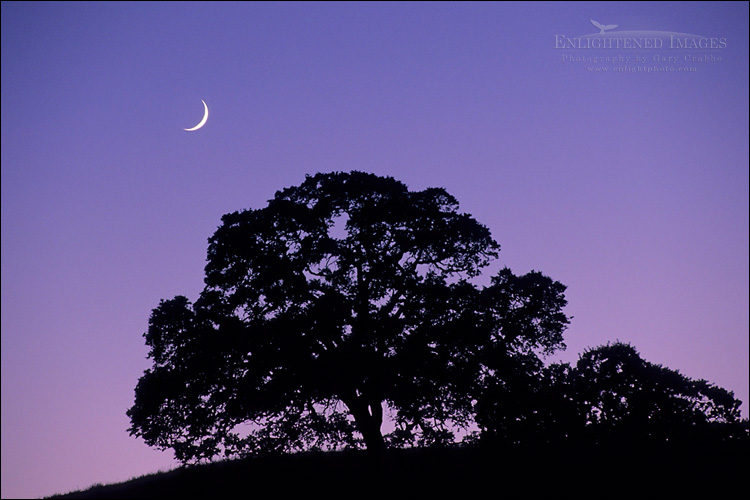 Image: Crescent Moon in evening light over oak tree on Palassou Ridge, Santa Clara County, California