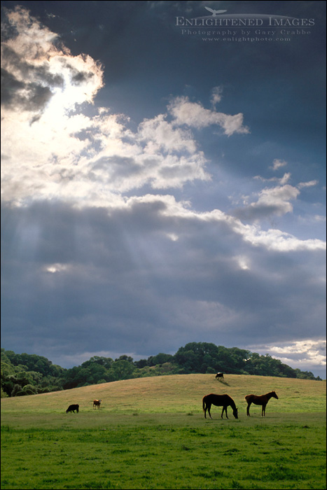 Image: Storm clouds sand sunbeam rays in blue sky over horses in green grass spring pasture on ranch in Santa Clara County, California