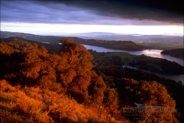 Image: Sunset light on oak trees and hills above Anderson Lake, Santa Clara County, California