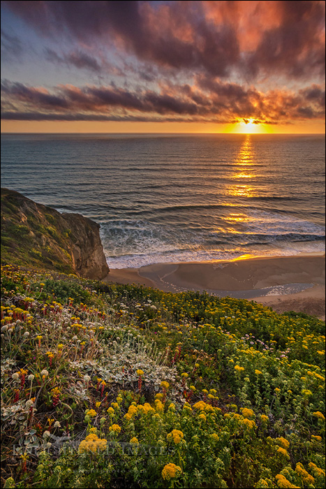 Image: Wildflowers on coastal cliffs at sunset, San Gregorio State Beach, San Mateo County coast, California
