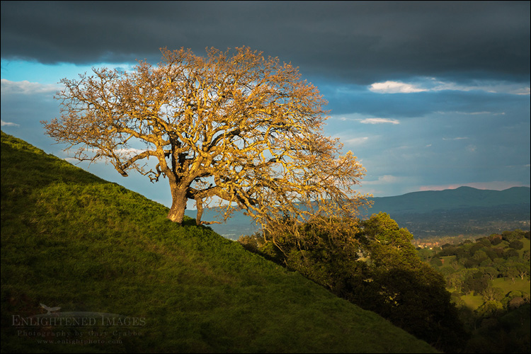 Image: Sunlight on an oak tress after a storm, Briones Regional Park, Contra Costa County, California