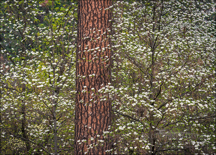 Image: Dogwood flowers in bloom in forest, Yosemite Valley, Yosemite National Park, California