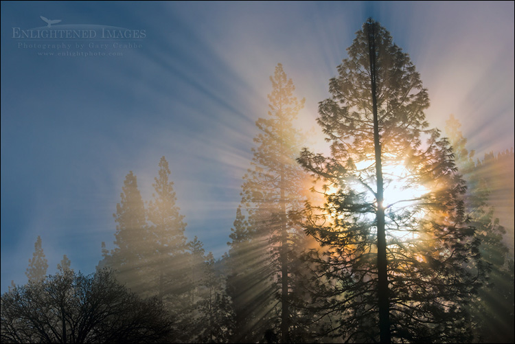 Image: Sunlight through trees and mist, Yosemite Valley, Yosemite National Park, California