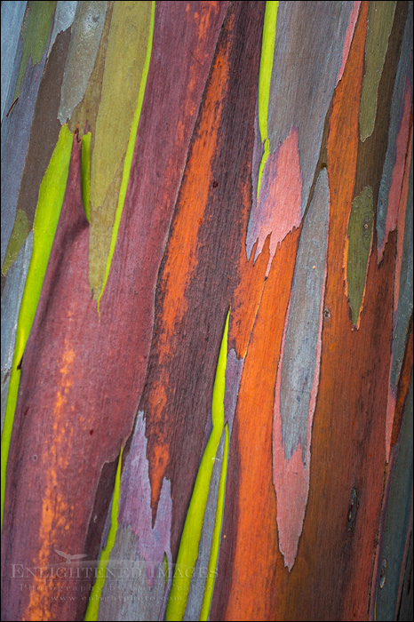 Image: Rainbow Eucalyptus (Eucalyptus Delglupta) bark detail, on the North Shore of the Big Island of Hawai'i, Hawaii