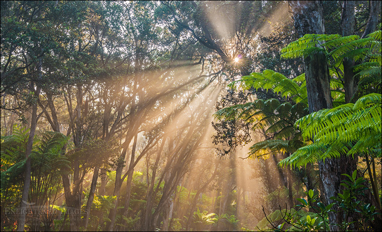 Image: Sunbeams stream through tropical forest at sunrise, Hawai'i Volcanoes National Park, Big Island of Hawai'i, Hawaii