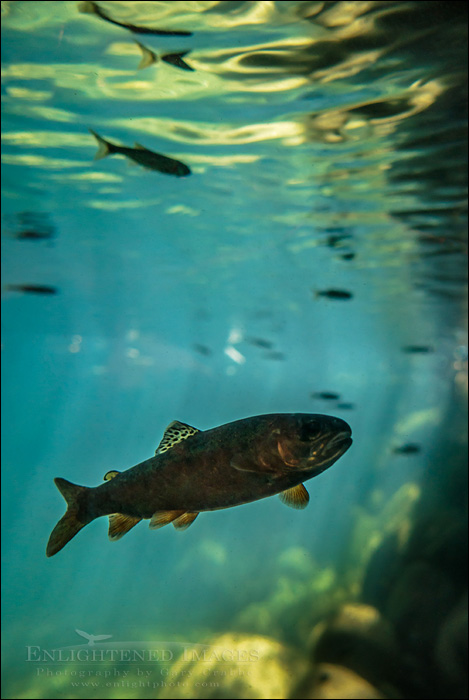 Image: Trout seen underwater in the Stream Profile Chamber along Taylor Creek, South Lake Tahoe area, California