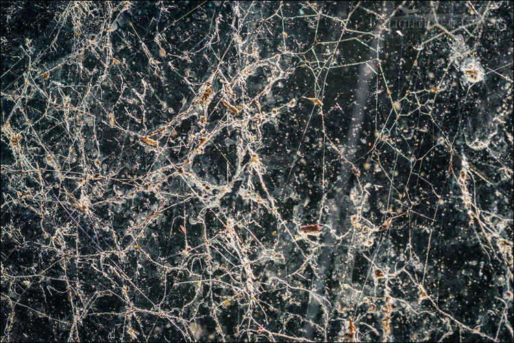 Image: The Cosmic Web - A spider web mimics the distribution of galaxies on strand-like bands of matter throughout the universe following the Big Bang
