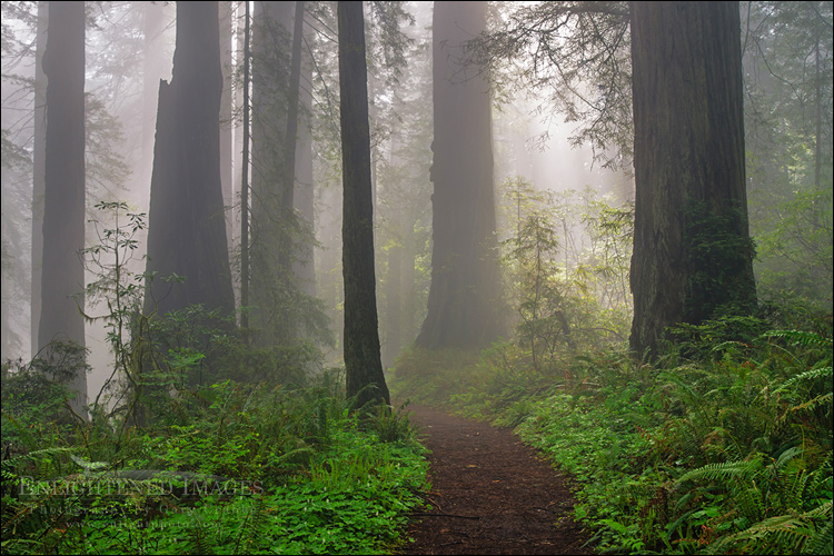 Image: Damnation Creek Trail, Redwood forest and fog, Del Norte Redwoods State Park, Redwood National and State Parks, California