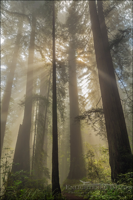 Image: Sunlight through Redwood forest and fog, Redwood National and State Parks, Del Norte County, California
