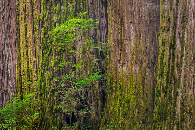 Image: Detail of redwood tree trunks in forest, Redwood National and State Parks, Del Norte County, California