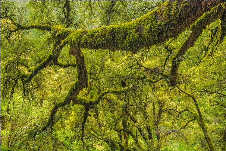 Image: Moss-covered tree branch in forest, Shasta-Trinity National Forest, Shasta County, California