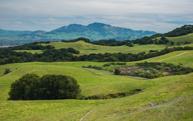 Image: The fresh green hills of Briones Regional Park in spring, looking toward Mount Diablo, Contra Costa County, California