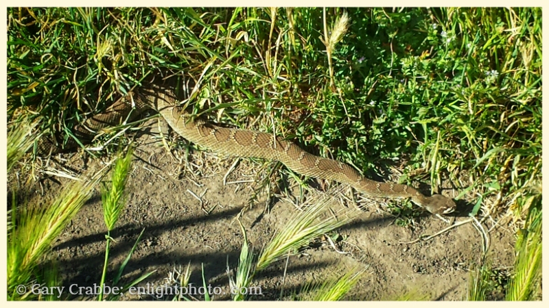 Image: Juvenile Rattlesnake on the edge of a trail, Briones Regional Park, California