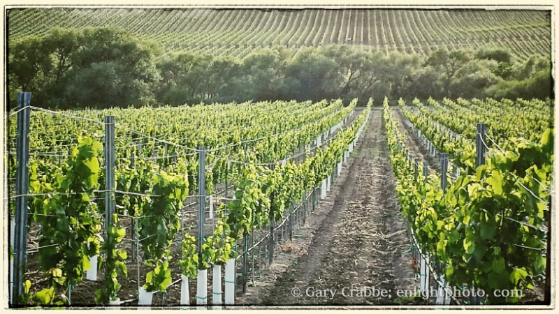 Image: Vineyard in the Carneros Region, Napa Valley Wine Country, Napa County, California