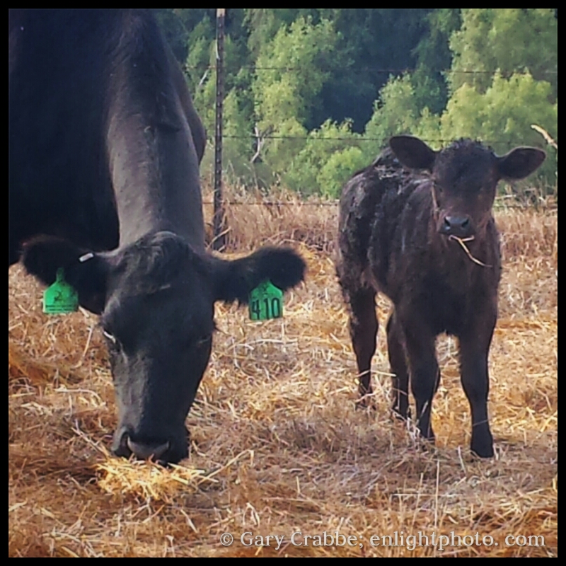 Image: Mom and baby cow calf, Briones Regional Park, California