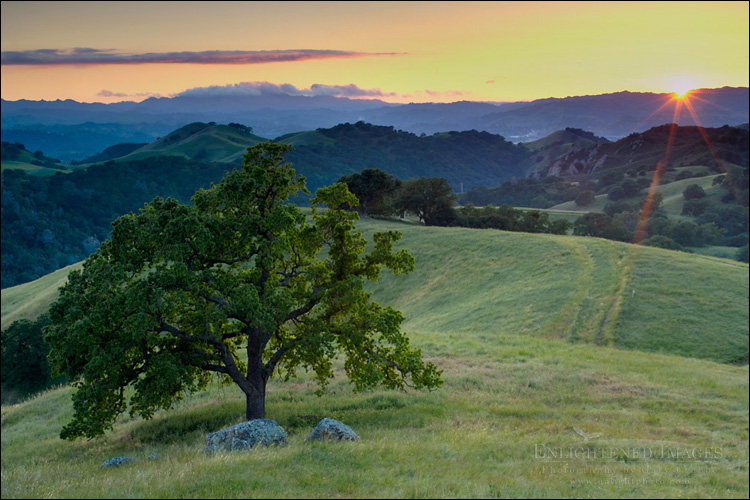 Image: Lone oak tree and rolling hills in spring and golden sunset light, Mount Diablo State Park, California