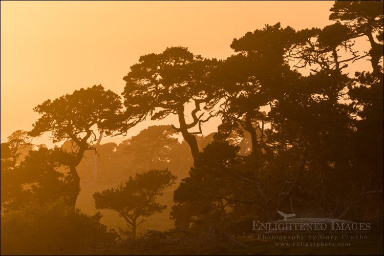 Image: Backlit trees at sunset, Point Reyes National Seashore, Marin County, California