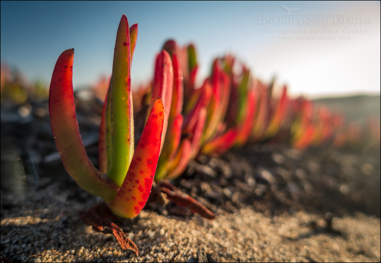Image: Iceplant at North Beach, Point Reyes National Seashore, Marin County, California