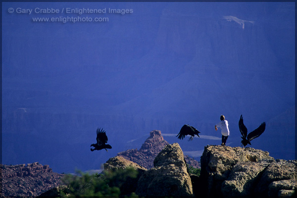 Photo: Wildlife biologist chasing Condors away from nearby tourist overlook to avoid habituation, Grand Canyon National Park, Arizona