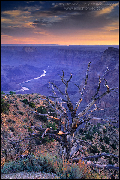 Photo: Dead tree at sunrise high above the Colorado River, from Desert View, on the South Rim, Grand Canyon National Park, Arizona