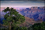 Picture: Tree on the rim of the Grand Canyon, Grand Canyon National Park, Arizona
