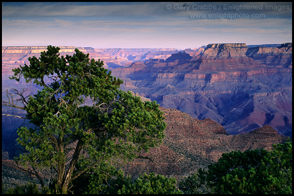 Photo: Tree on the rim of the Grand Canyon, Grand Canyon National Park, Arizona