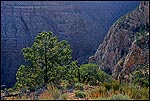 Picture: Tree and canyon cliff walls, Desert View, South Rim, Grand Canyon National Park, Arizona