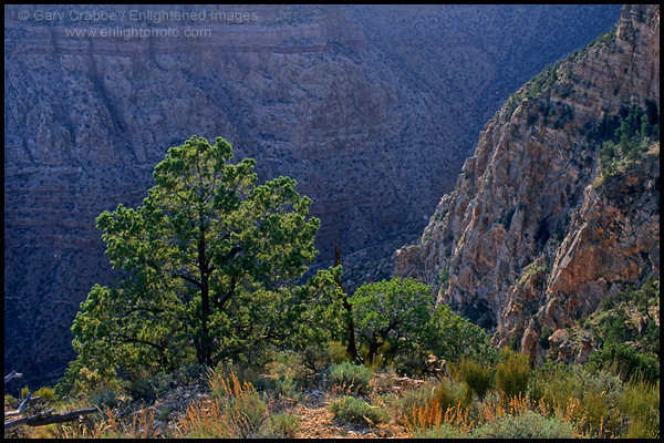 Photo: Tree and canyon cliff walls, Desert View, South Rim, Grand Canyon National Park, Arizona