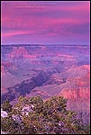 Photo: Alpenglow on storm clouds at sunset at Pima Point, South Rim, Grand Canyon National Park, Arizona