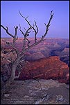 Picture: Branching tree at dawn, Hermits Rest, South Rim, Grand Canyon National Park, Arizona