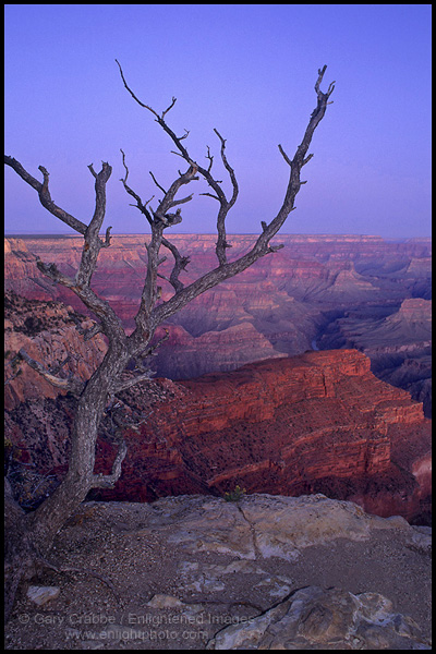 Photo: Branching tree at dawn, Hermits Rest, South Rim, Grand Canyon National Park, Arizona