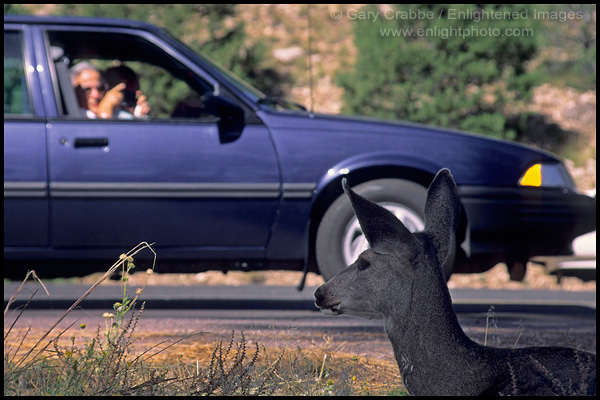 Photo: Tourists taking pictures from car of wildlife (deer), near Grand Canyon Village, South Rim, Grand Canyon National Park, Arizona