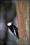 Picture: Woodpecker on tree trunk, South Rim, Grand Canyon National Park, Arizona