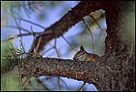 Picture: Chipmunk in Pine Tree, Mather Campground, Grand Canyon National Park, Arizona