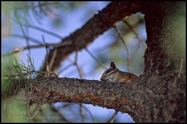 Photo: Chipmunk in Pine Tree, Mather Campground, Grand Canyon National Park, Arizona