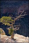 Picture: Pine tree growing out of solid rock on the edge of the canyon rim, Grand Canyon National Park, Arizona