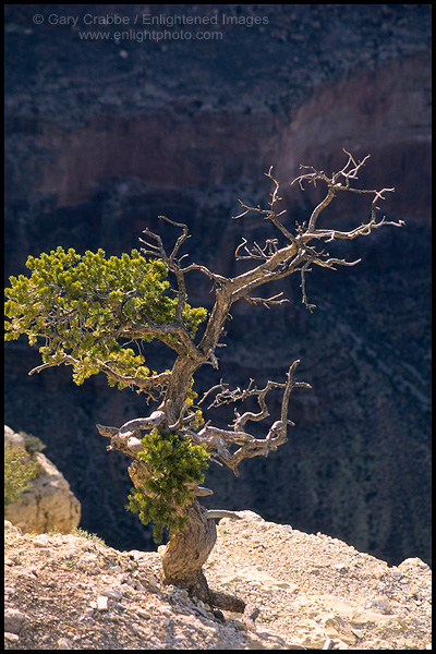 Photo: Pine tree growing out of solid rock on the edge of the canyon rim, Grand Canyon National Park, Arizona