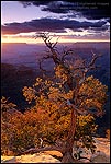 Picture: Glowing backlit pine tree on the rim of the canyon at sunset, South Rim, Grand Canyon National Park, Arizona