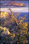 Photo: Morning light on tree growing along the South Rim, Grand Canyon National Park, Arizona