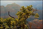Picture: Backlit tree at sunset at Point Sublime, North Rim, Grand Canyon National Park, Arizona