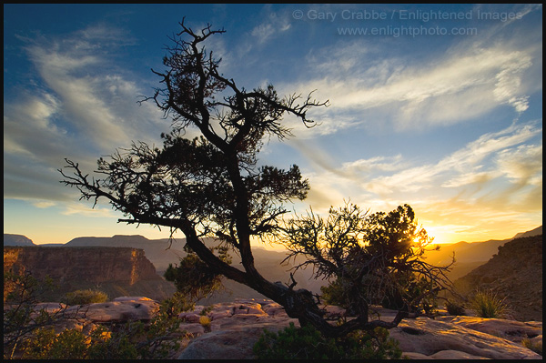 Photo: Sunset behind pine tree growing out of sandstone rock at Toroweap Overlook, Near Tuweep, North Rim, Grand Canyon National Park, Arizona
