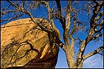 Picture: Cottonwood tree and rock outcrop at Toroweap, North Rim, Grand Canyon National Park, Arizona
