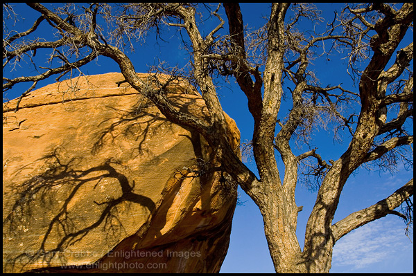 Photo: Cottonwood tree and rock outcrop at Toroweap, North Rim, Grand Canyon National Park, Arizona