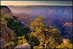 Picture: Tree at sunset over the Grand Canyon, Grand Canyon National Park, Arizona