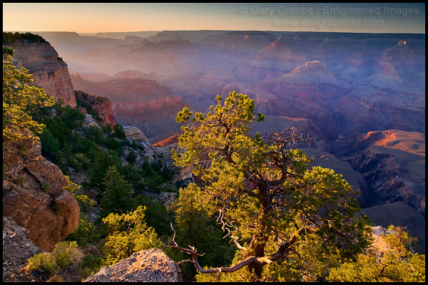 Photo: Tree at sunset over the Grand Canyon, Grand Canyon National Park, Arizona