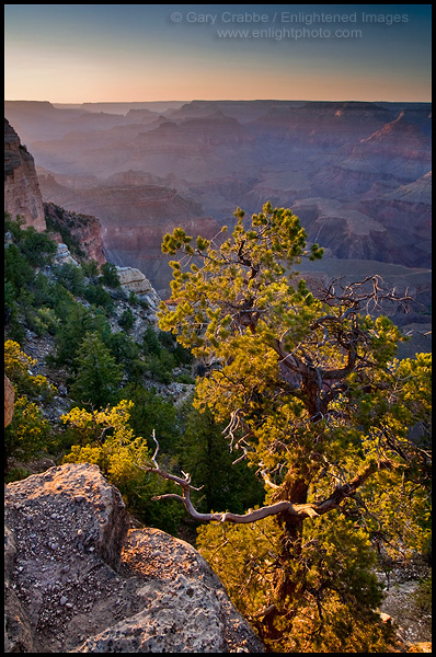 Photo: Pine tree at sunset on the rim of the canyon, Grand Canyon National Park, Arizona