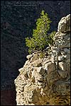 Picture: Sunlit pine tree growing out of rock on the edge of the Canyon near Yavapai Point, South Rim, Grand Canyon National Park, Arizona