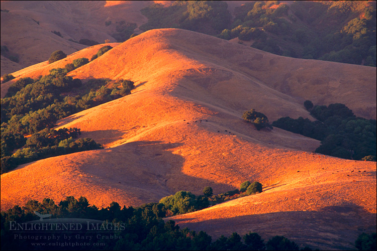 picture: Sunset light on golden grass and oak covered hills in Briones Regional Park, near Orinda, Contra Costa County, San Francisco Bay Area, California