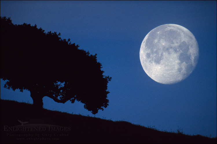 picture: Moonset in pre-dawn light next to lone oak tree in the Briones Region, Contra Costa County, California 