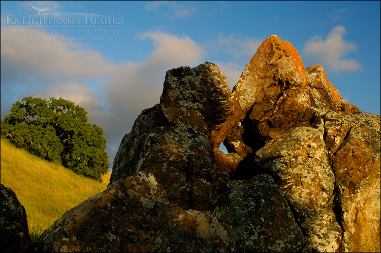 picture: Lone oak tree and lichen covered rock at sunset, Mount Diablo State Park, California